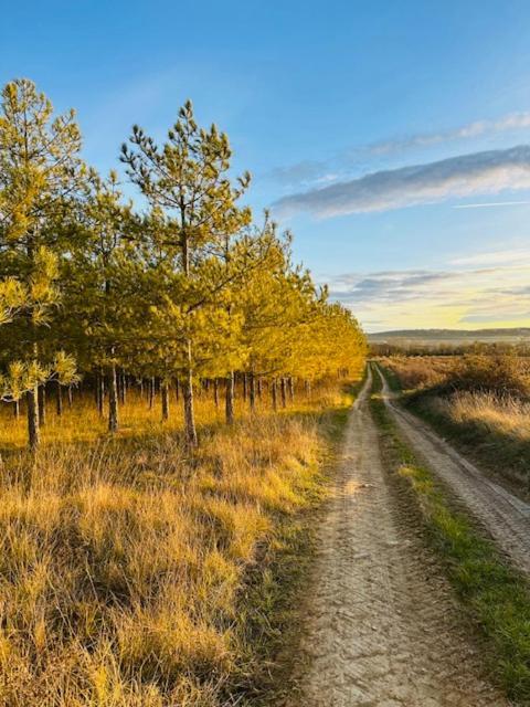 L'Arbre Qui Chante Saint-Etienne-de-Sermantin Екстериор снимка